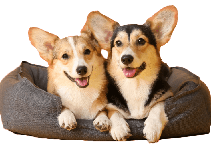 Pet sitters - pet watch app cute dogs