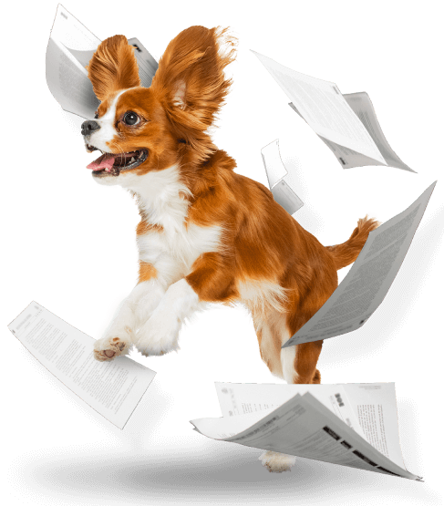 Pet Watch Legal - cute small dog