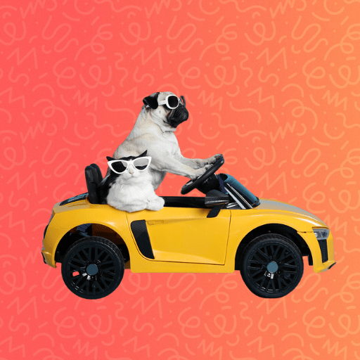 a dog and a cat drive a car
