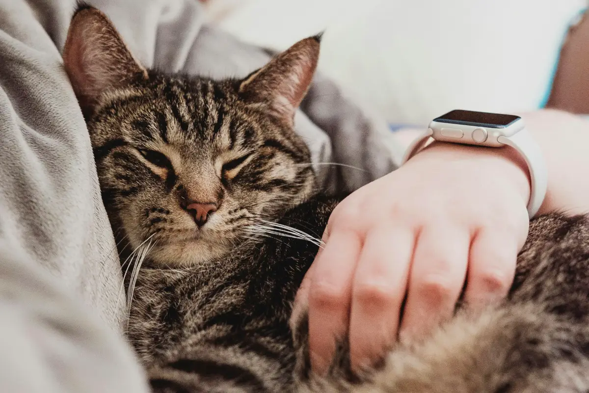 in-home pet sitting UAE in-home pet sitting UAE