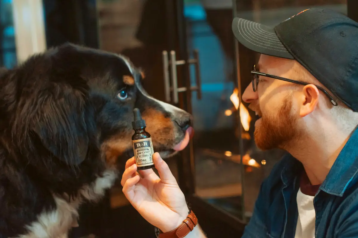 pet health dog and owner pet health dog and owner