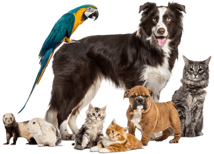 pet care mobile app - services header image