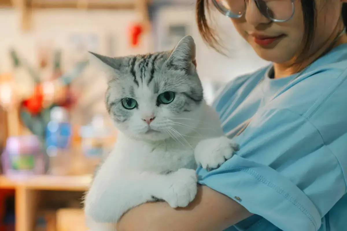 cat sitting dubai with pet sitter