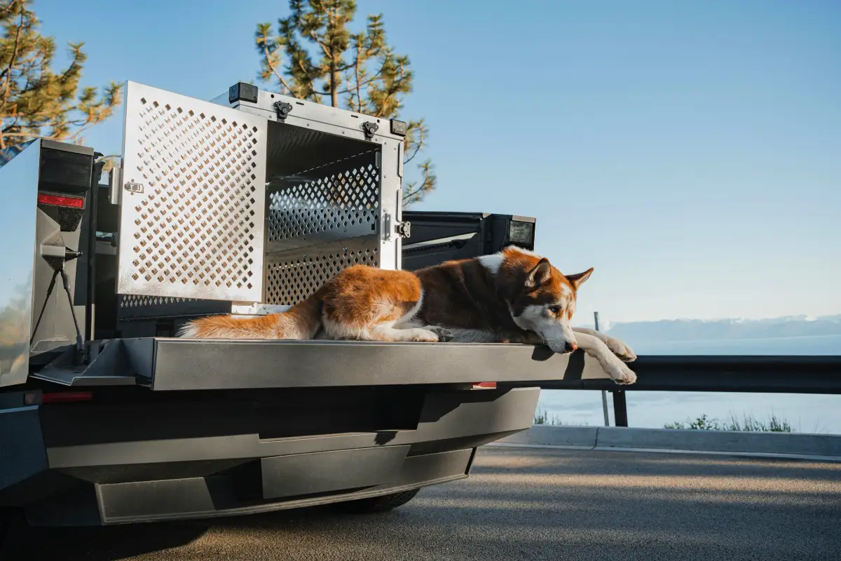 Pet Ownership in the UAE pet transport Pet Ownership in the UAE pet transport