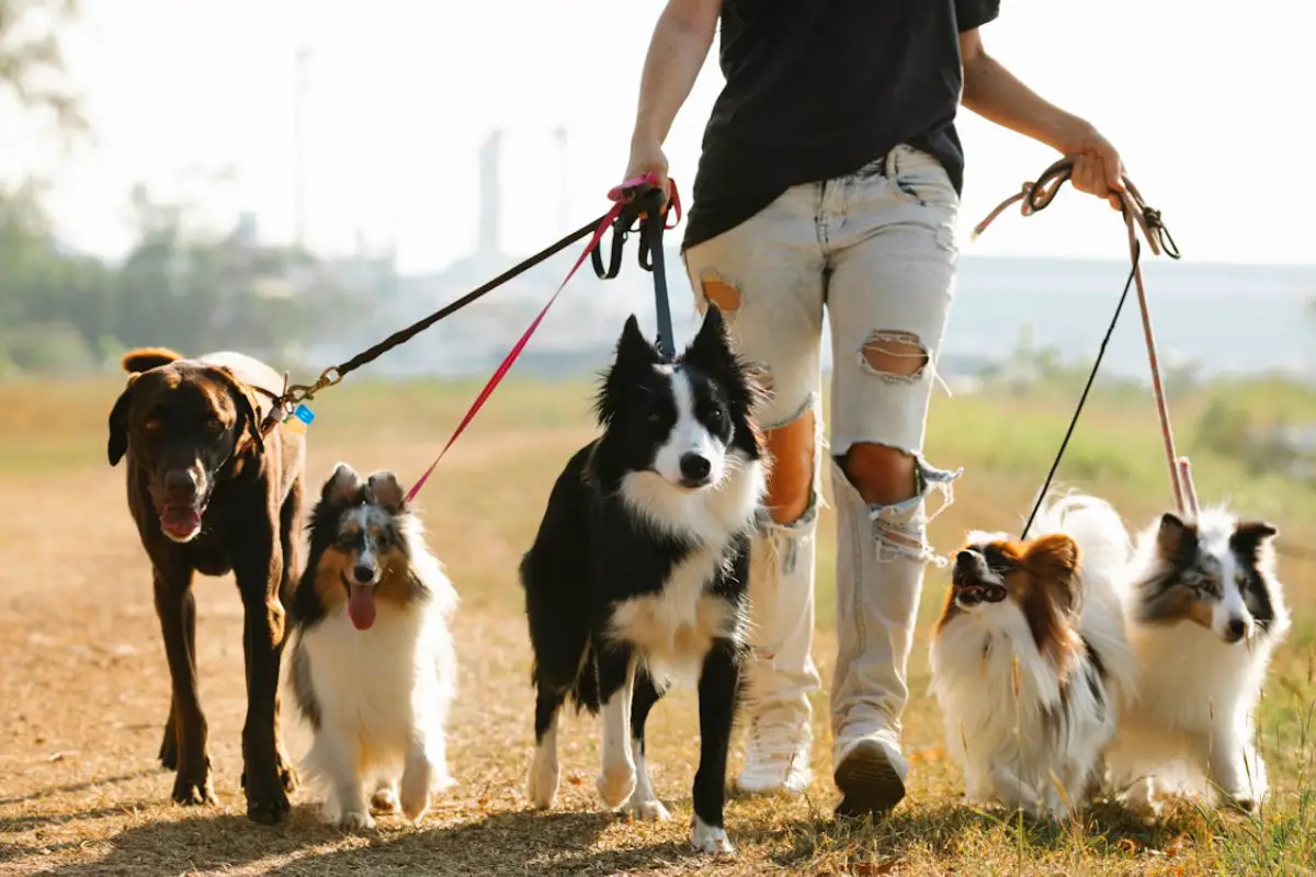 dog walker in dubai with dogs dog walker in dubai with dogs