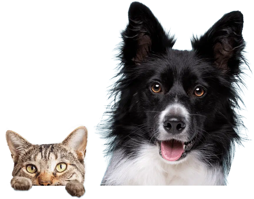 About Us Pet Watch - a dog and a cat