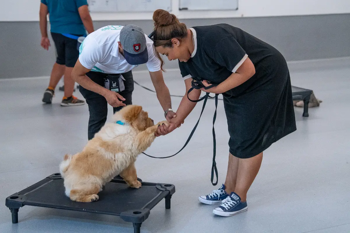 pet watch live certification training