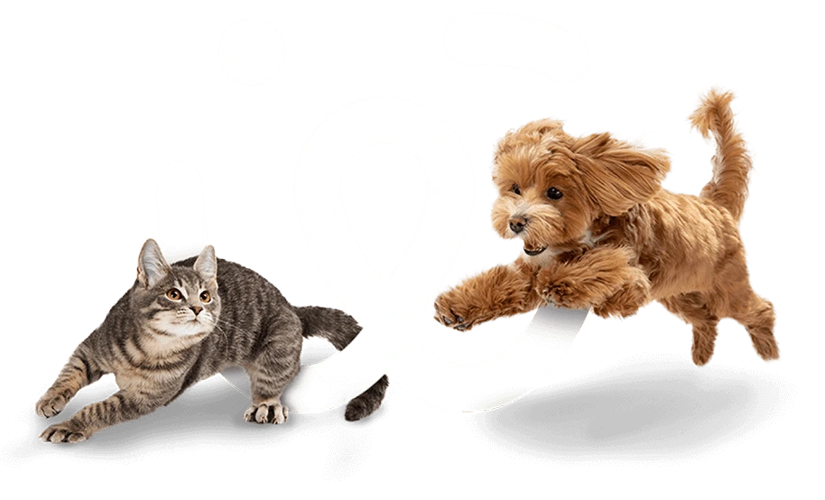Pet Watch - the best pet sitting service in UAE