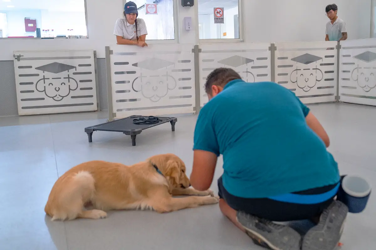 where to leave your pet in pet watch where to leave your pet in pet watch