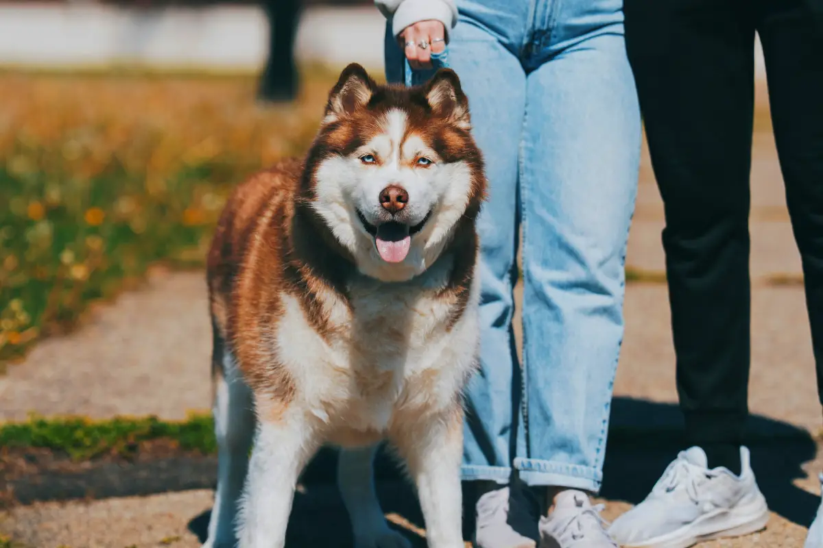 where to leave your pet where to leave your pet