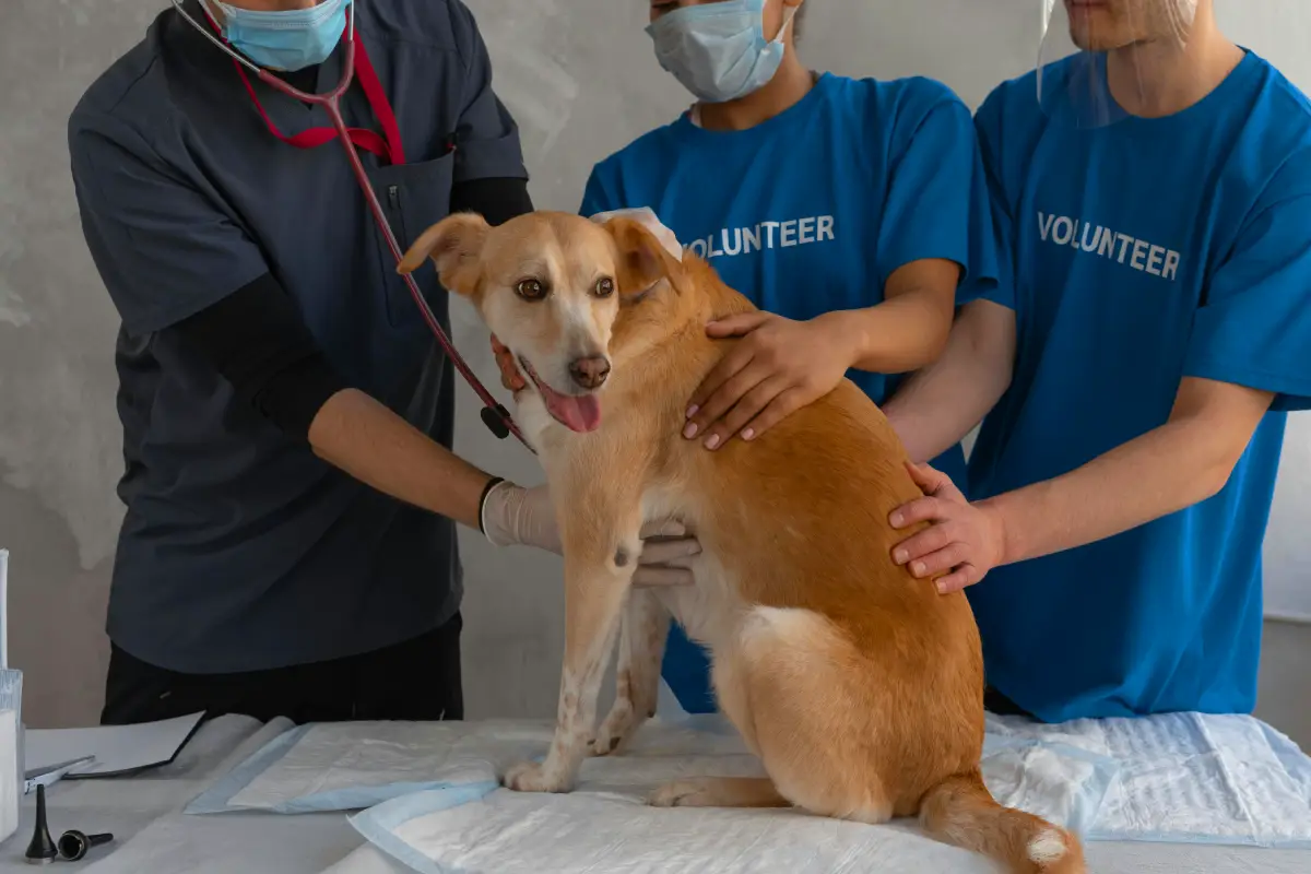 How to Treat Heat Stroke in Dogs dog and doctors How to Treat Heat Stroke in Dogs dog and doctors