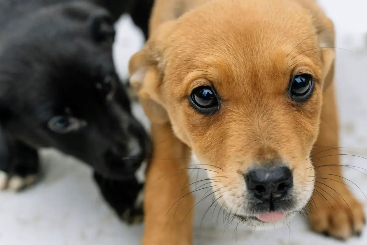 top dog names in uae two small dogs top dog names in uae two small dogs