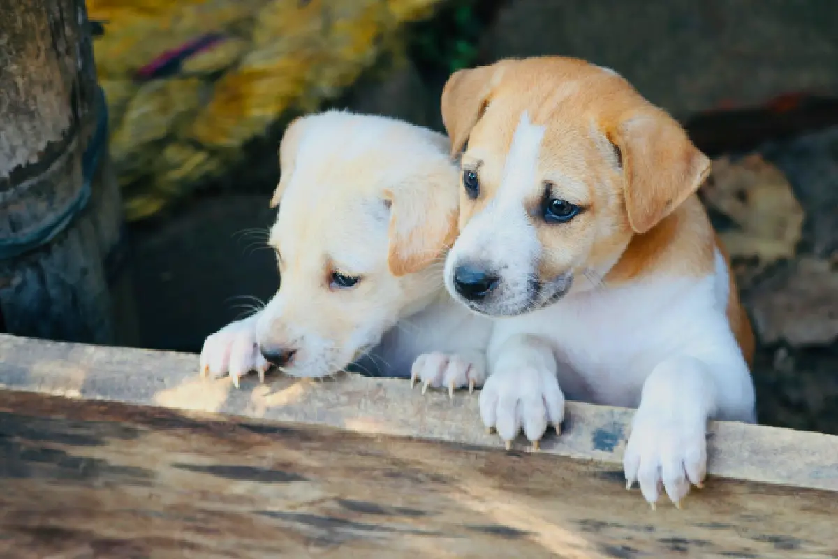 top dog names in uae top dog names in uae