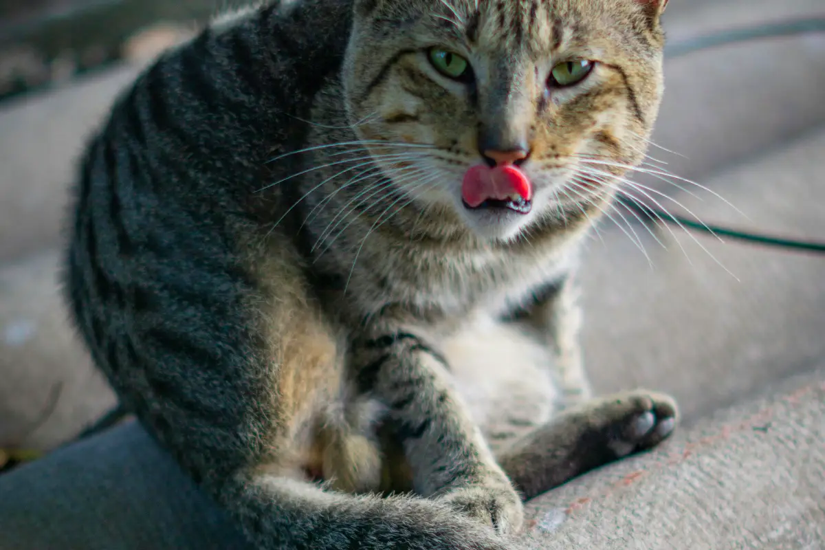 Cat Non-Verbal Communication cat purring Cat Non-Verbal Communication cat purring