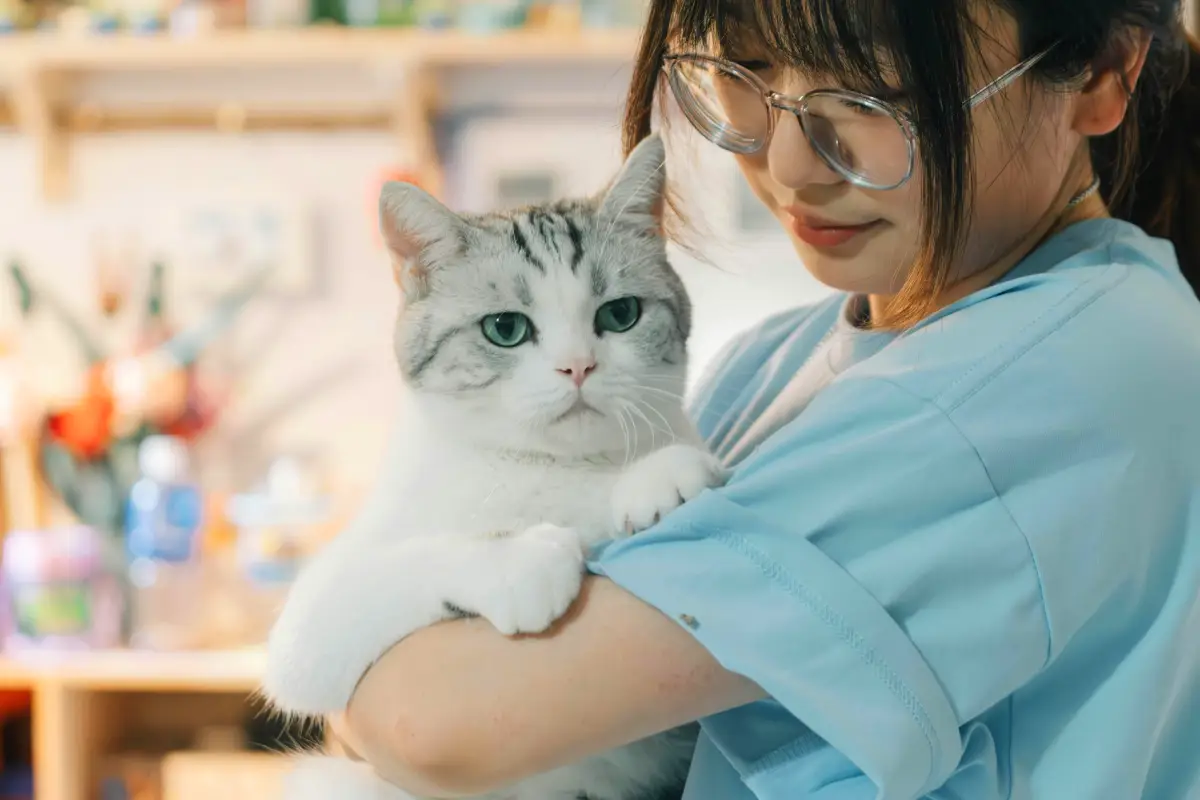 Pet Sitting vs Pet Boarding cat with sitter Pet Sitting vs Pet Boarding cat with sitter