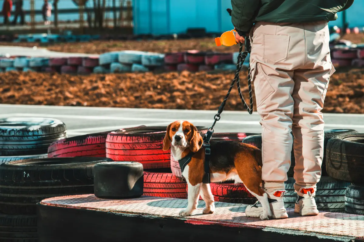 Pet Sitting vs Pet Boarding dog boarding Pet Sitting vs Pet Boarding dog boarding
