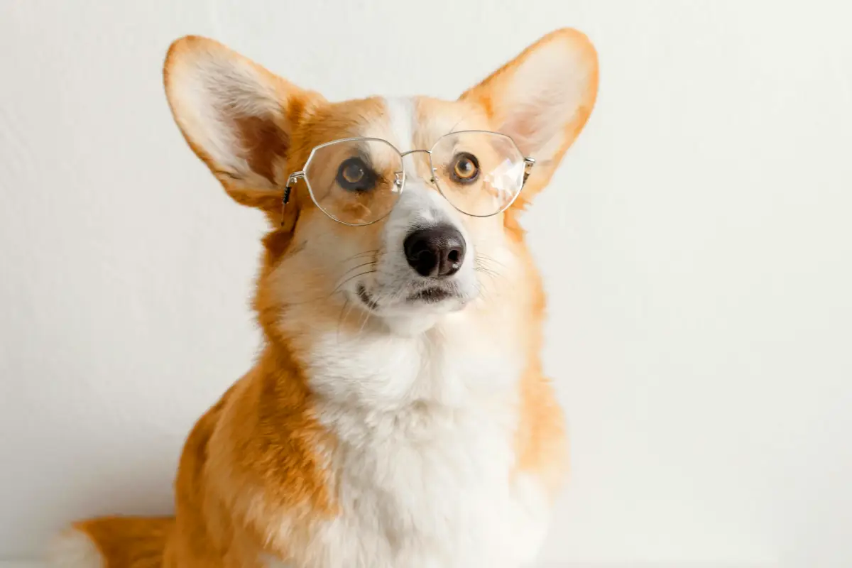 What Do Dogs Think When You Leave Them With A Sitter