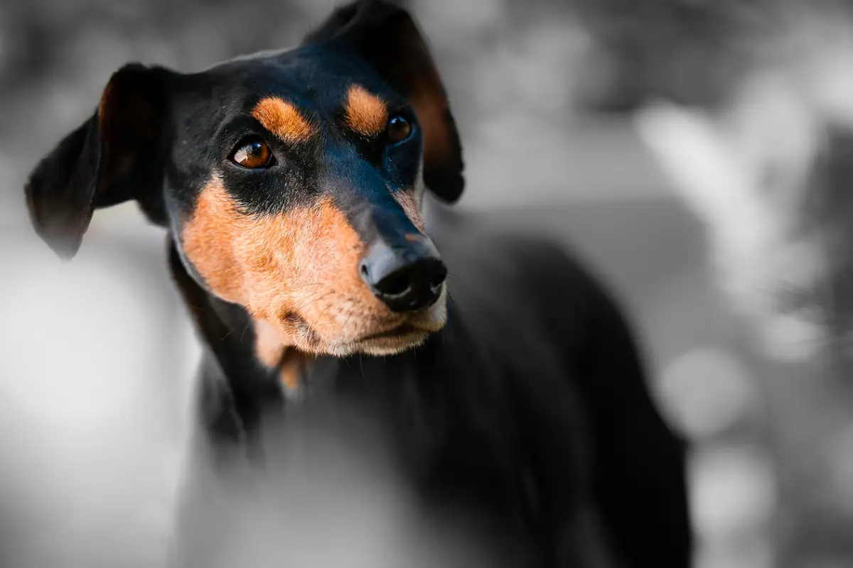 What Do Dogs Think What Do Dogs Think