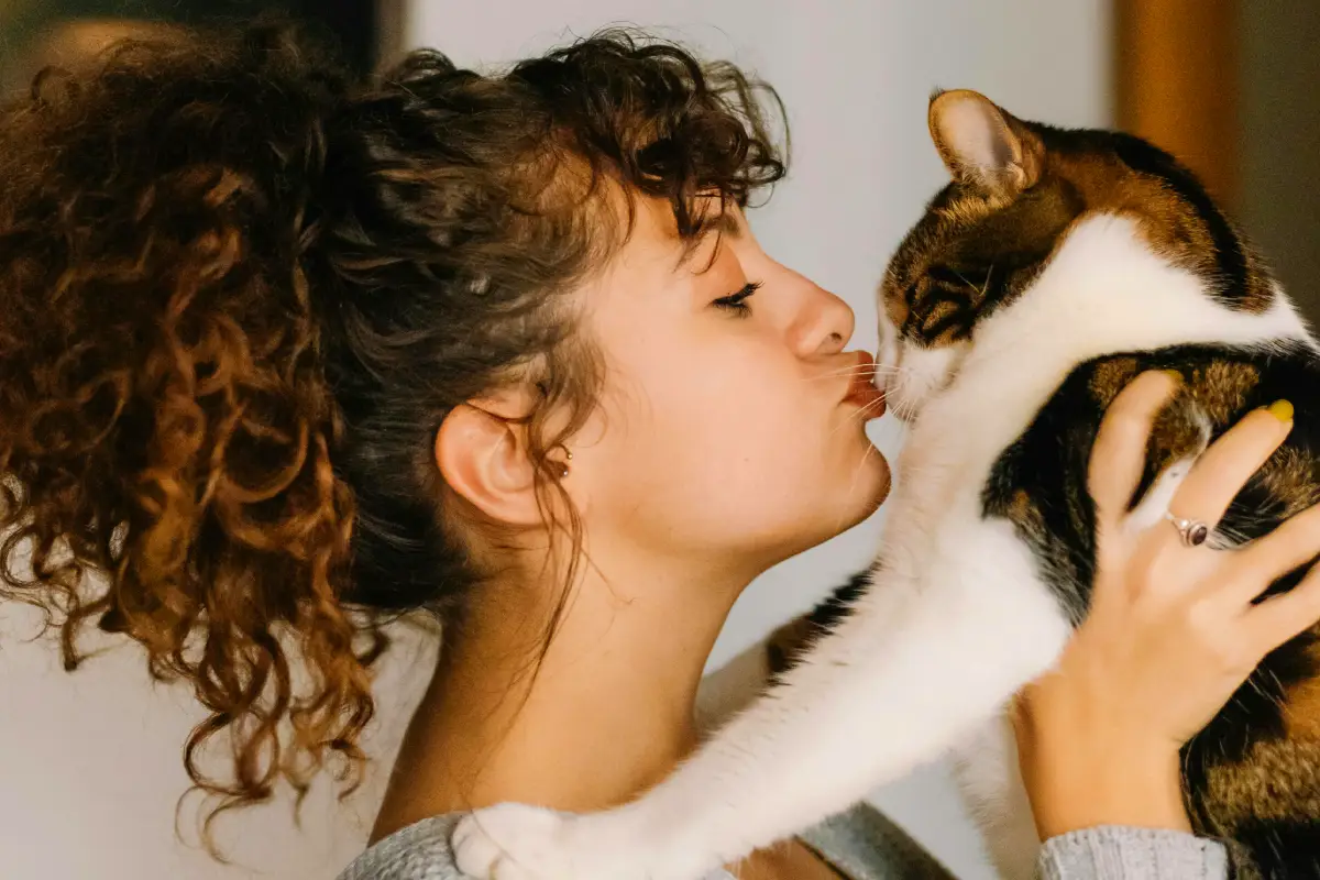 cat sitter checklist cat and a sitter cat sitter checklist cat and a sitter