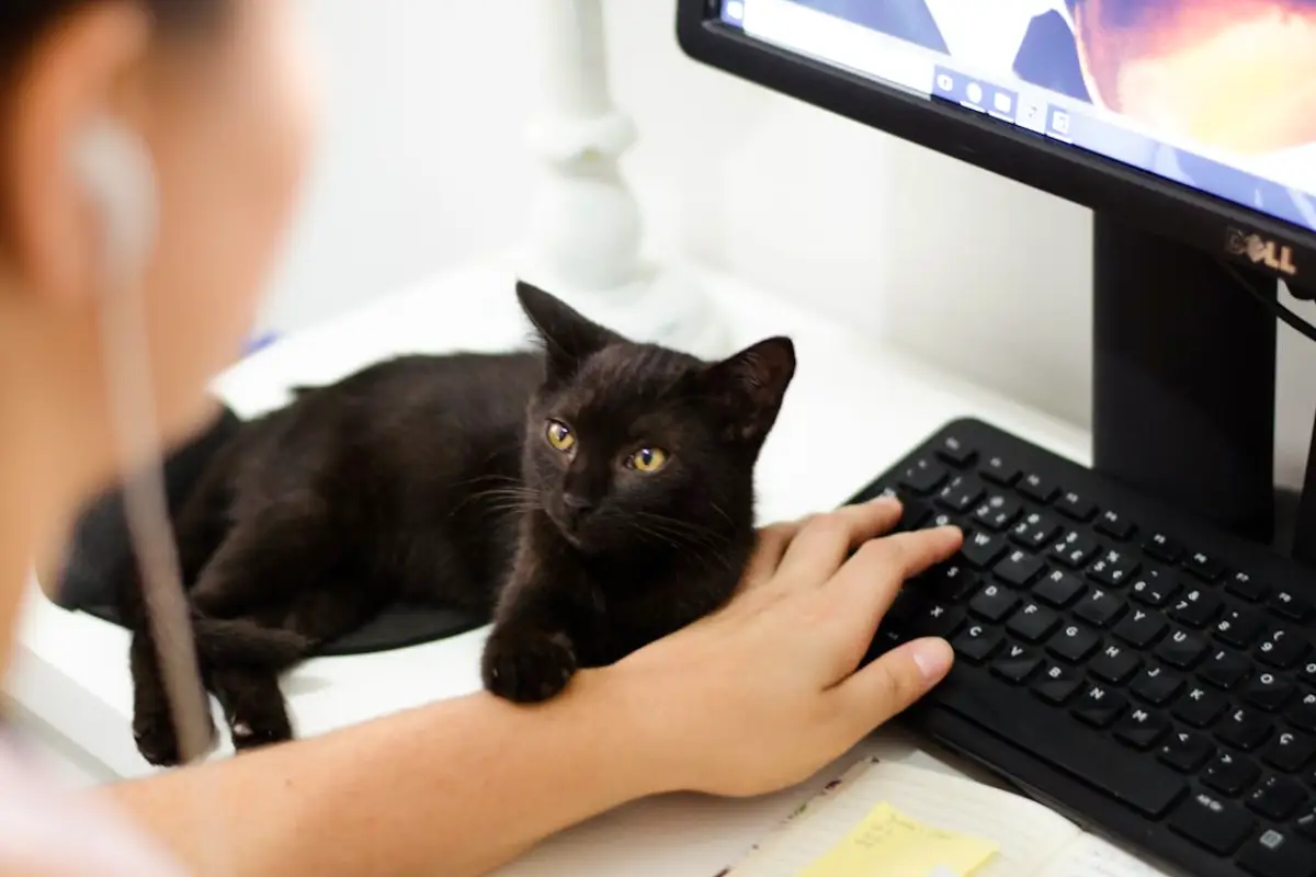 cat sitter checklist writing cat sitter checklist writing