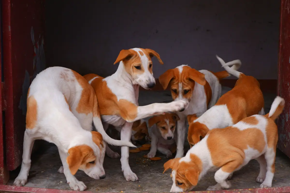 Pet Sitter vs Pet Kennel dogs in kennel Pet Sitter vs Pet Kennel dogs in kennel