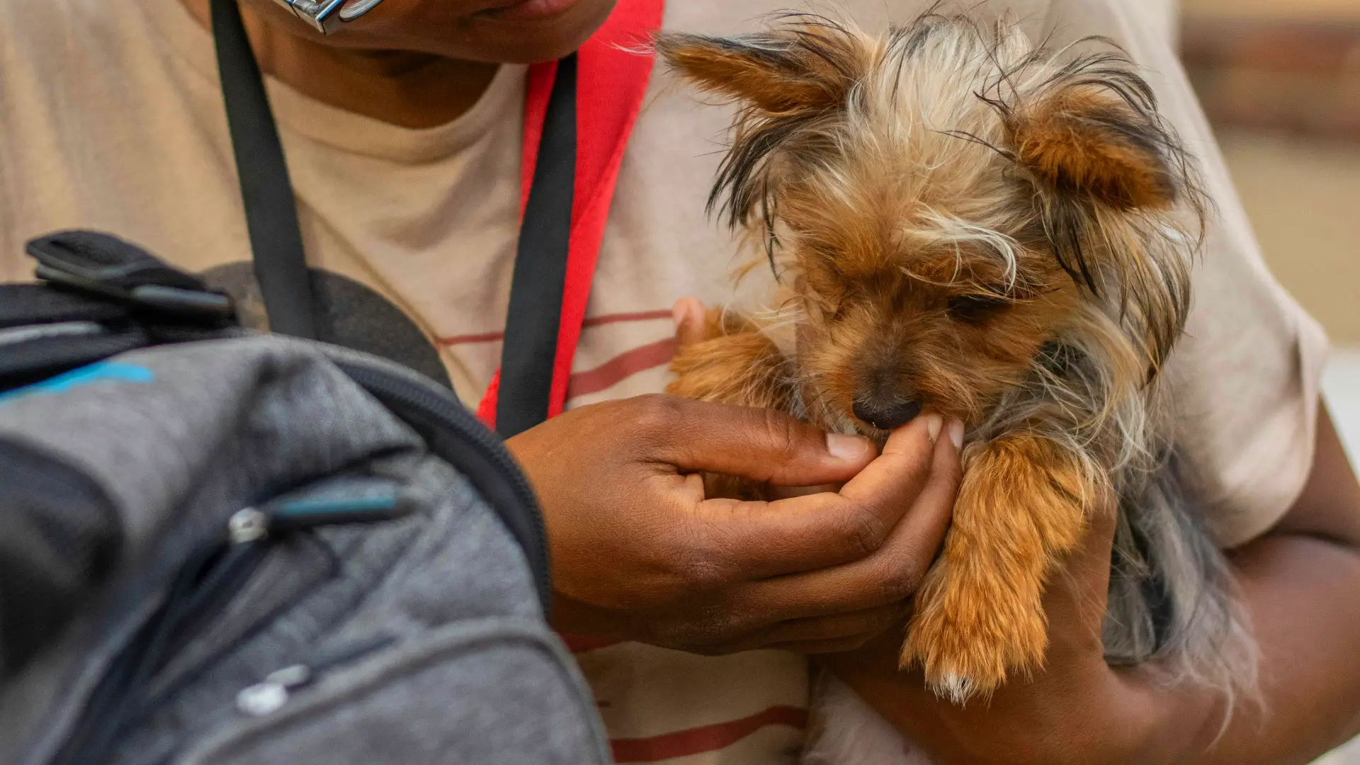 are dogs allowed in malls in dubai dog and owner are dogs allowed in malls in dubai dog and owner