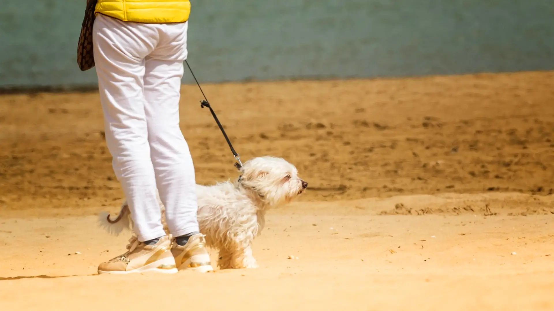are dogs allowed in malls in dubai on a beach are dogs allowed in malls in dubai on a beach