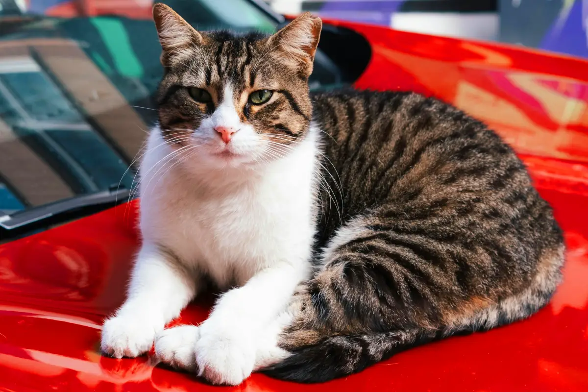 pet taxi services dubai cat on a car