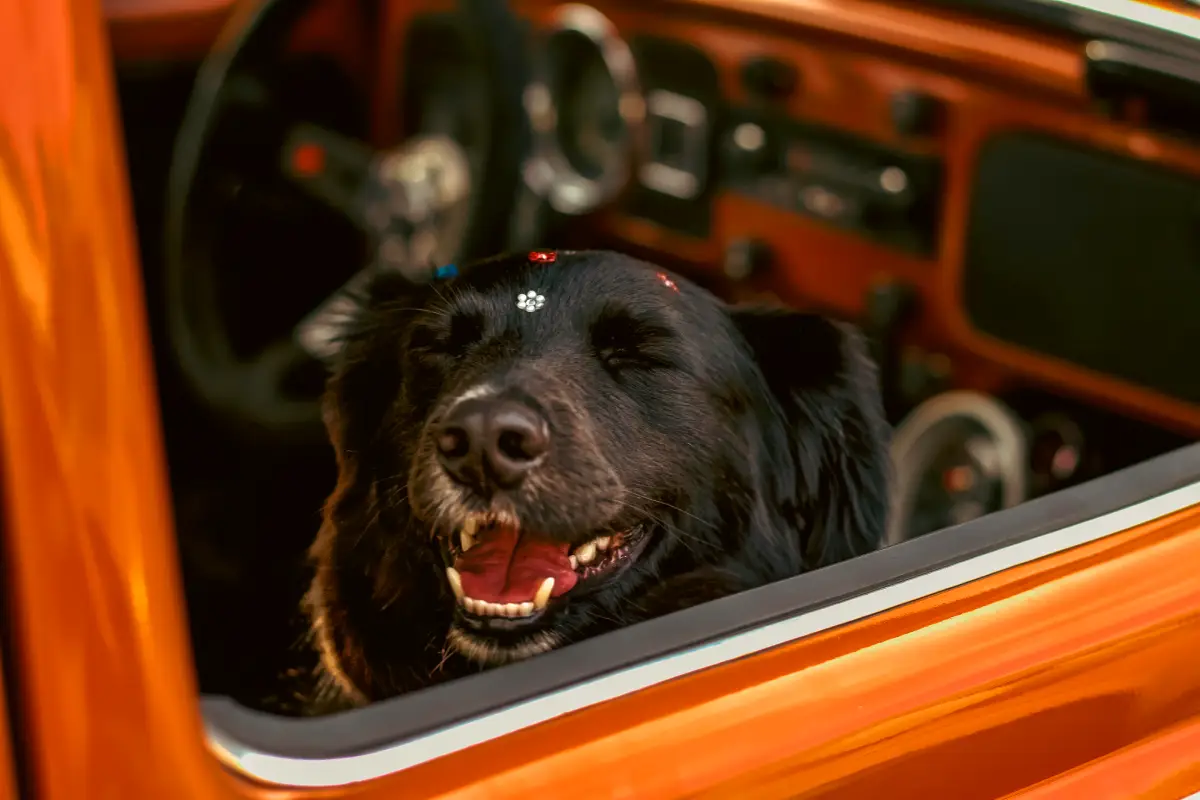pet taxi services dubai dog in a car