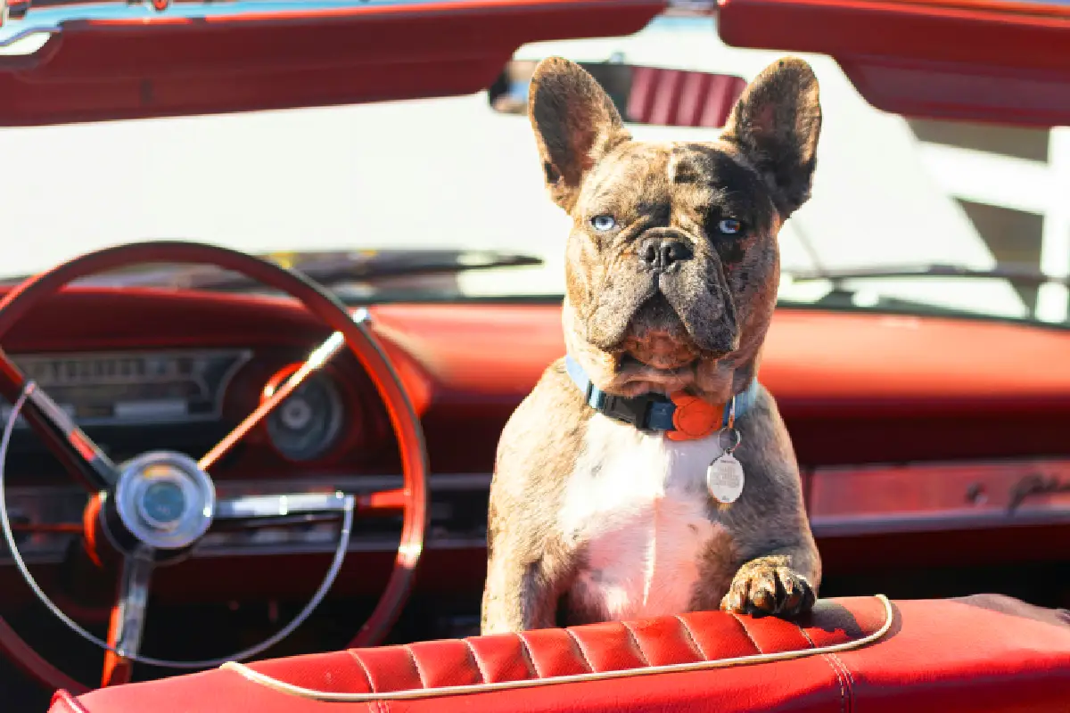pet taxi services dubai dog in a taxi