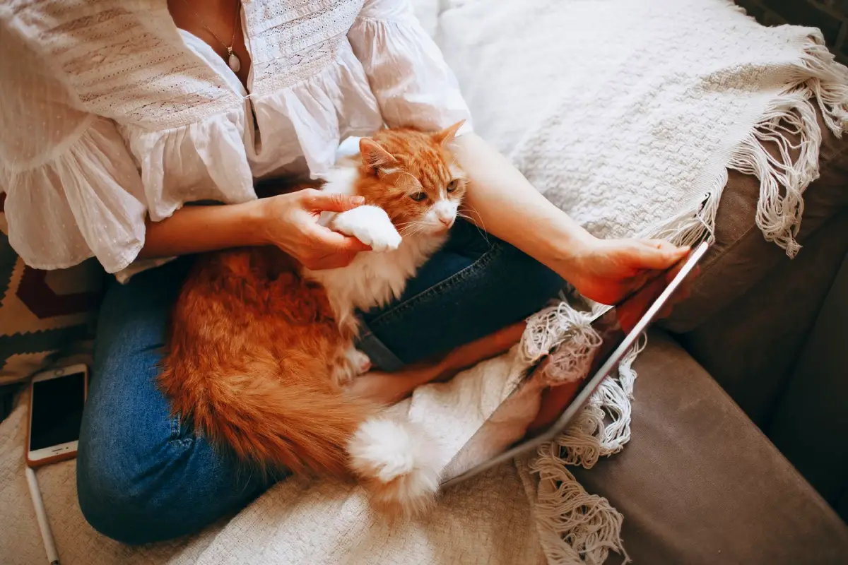 cat boarding in abu dhabi cat and tablet