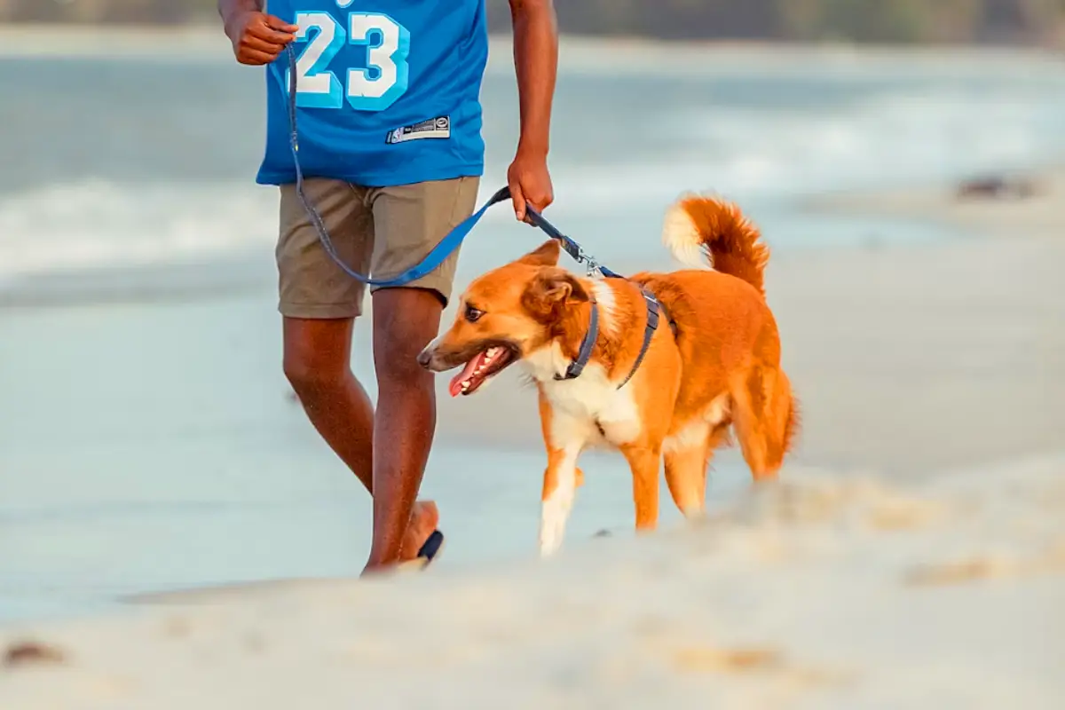 dog walking in dubai walking on a beach